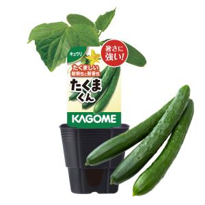 爆買 KAGOME カゴメのきゅうり苗 3号ポット たくまくん 野菜苗 家庭菜園 ベランダ菜園｜FleurTown吉本花城園