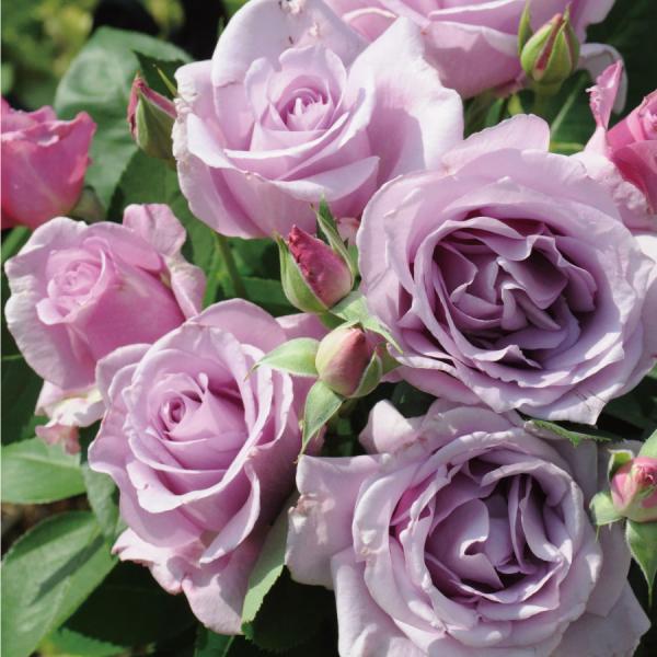 【予約品】 特選 バラ苗 夜来香 イエライシャン 河本バラ園 四季咲き モーヴ 中輪 強香 バラ 6...