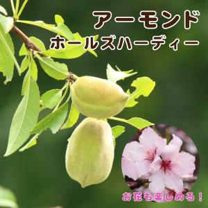 アーモンド苗木 アーモンド（接ぎ木苗 ポット植え） ：果樹苗 苗 苗木