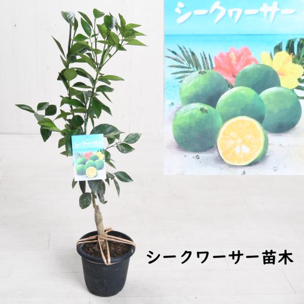 シークワーサー 苗木 5号鉢 果樹苗 2年生苗 接ぎ木 苗 柑橘 柑橘苗木 果樹 植木 庭木