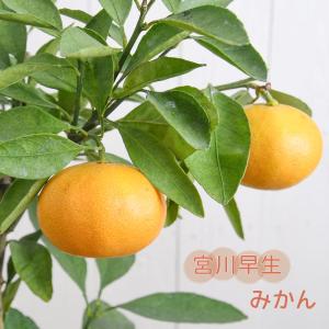 宮川早生　みかん苗木5本　柑橘苗木 宮川早生みかん】 5年生接木苗 大苗 温州ミカン ※納期指定:発送予定