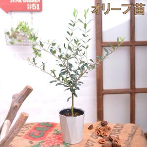 オリーブの木 庭木 3.5号 苗木 鉢植え 販売 観葉植物 おしゃれな 樹木 洋風の家に合う