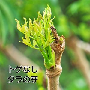 たらの芽 苗木 【トゲなし たらの芽】 たらの木 4号ポット 苗 果樹苗 落葉果樹苗 タラ タラノメ