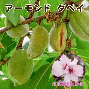 アーモンド 苗木 【ダベイ】4号ポット 接木苗 接ぎ木 果樹苗 落葉果樹苗