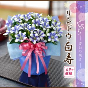 敬老の日 ギフト リンドウ 心美 白寿 4.5...の詳細画像3