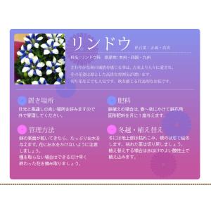 敬老の日 ギフト リンドウ 心美 白寿 4.5...の詳細画像4