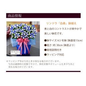 敬老の日 ギフト リンドウ 心美 白寿 4.5...の詳細画像5