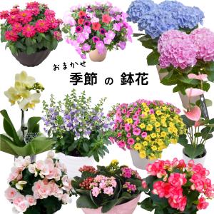 おまかせ 季節の鉢花 園芸専門店が選ぶ！ 4号 から 6号 花 鉢花 プレゼント ギフト メッセージ対応可 アジサイ ペチュニア ハイビスキュース 寄せ植え｜kajoen