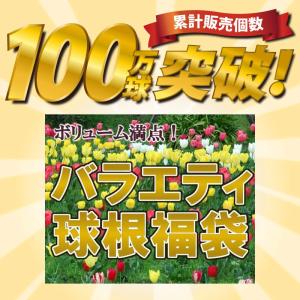 チューリップ 球根 福袋 25球セット 4品種...の詳細画像1
