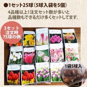チューリップ 球根 福袋 25球セット 4品種...の詳細画像3