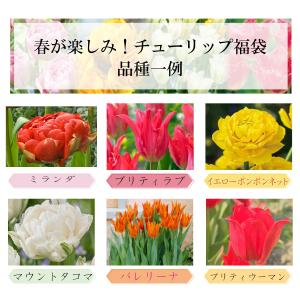 チューリップ 球根 福袋 25球セット 4品種...の詳細画像4