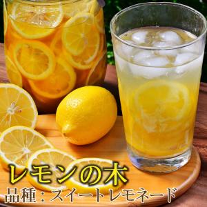 レモンの木 スイートレモネード 2年生 接木苗 : 苗木部 花ひろば