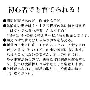 果樹苗 レモン 苗木 スイートレモネード 4号...の詳細画像2