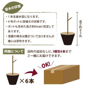 果樹苗 レモン 苗木 スイートレモネード 4号...の詳細画像3