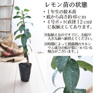 果樹苗 レモン 苗木 マイヤー 4号ポット 接...の詳細画像1