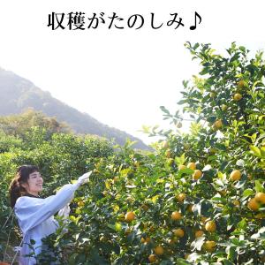果樹苗 レモン 苗木 マイヤー 4号ポット 接...の詳細画像2