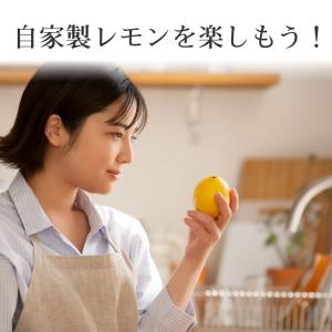 果樹苗 レモン 苗木 マイヤー 4号ポット 接...の詳細画像3
