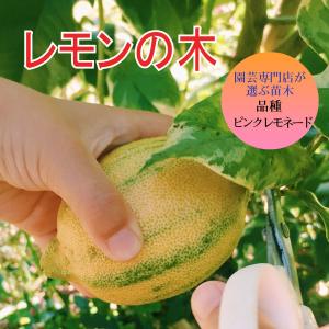 レモンの木 品種 ピンクレモネード 苗木 庭木 植木 1年生