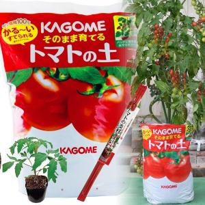 トマト 栽培セット そのまま育てる トマトの土 15L 専用支柱 野菜 KAGOME カゴメのトマト苗 あまたん こあまちゃんオレンジ｜kajoen