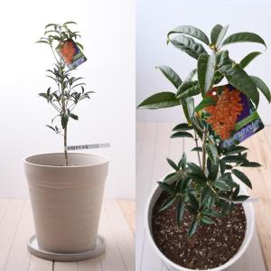 キンモクセイ 苗木10号鉢植え 金木犀 植木 庭木の詳細画像1