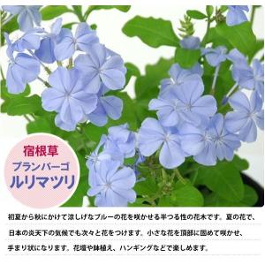 ブランバーゴ ルリマツリ 3号 ポット苗