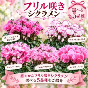 【予約品】 シクラメン フリル咲き 5号鉢植え...の詳細画像1