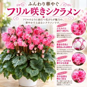 【予約品】 シクラメン フリル咲き 5号鉢植え...の詳細画像2