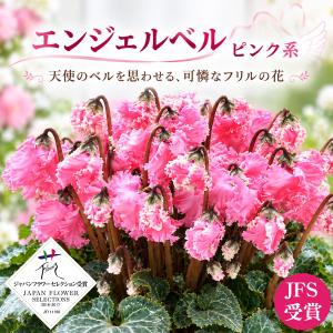 【予約品】 シクラメン フリル咲き 5号鉢植え...の詳細画像3