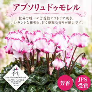 【予約品】 シクラメン フリル咲き 5号鉢植え...の詳細画像4