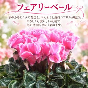 【予約品】 シクラメン フリル咲き 5号鉢植え...の詳細画像5