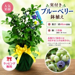 ギフト プレゼント 実付きブルーベリー鉢植え ...の詳細画像1