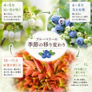 ギフト プレゼント 実付きブルーベリー鉢植え ...の詳細画像2