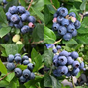 ギフト プレゼント 実付きブルーベリー鉢植え ...の詳細画像3