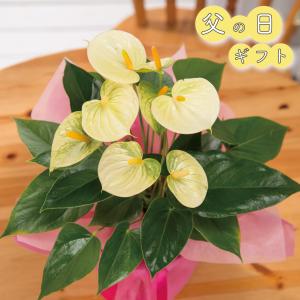 ペラルゴニウム グランパッソ 4.5号鉢植え 籐かご付き 【花 ギフト