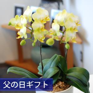 母の日 Mother's Day 胡蝶蘭【マザーチーク】5号鉢 2本立ち 陶器鉢