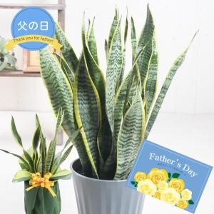 ノリナ ネルソニー 5号ポット苗 耐寒性南欧風プラン : 苗木部 花ひろば