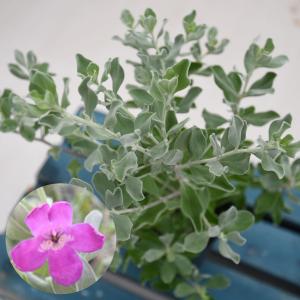 綺麗な紫花が魅力 レウコフィルム シルバーリー...の詳細画像1