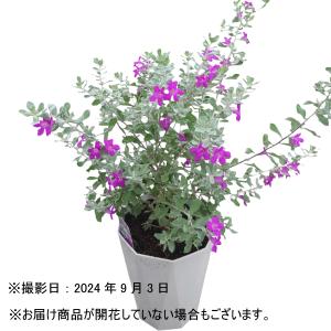 レウコフィルム 6号鉢 綺麗な紫花が魅力 シル...の詳細画像1