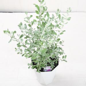レウコフィルム 6号鉢 綺麗な紫花が魅力 シル...の詳細画像2