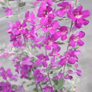 レウコフィルム 6号鉢 綺麗な紫花が魅力 シル...の詳細画像4