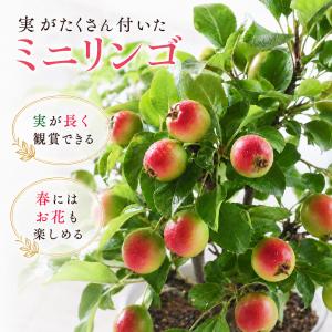 実付きミニリンゴ アルプス乙女 姫リンゴ 長寿紅 5号鉢 高さ約45cm 鉢植え リンゴの木 果樹 花も実も楽しめる ギフト シンボルツリー 家庭菜園 苗木