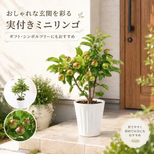 実付きミニリンゴ アルプス乙女 姫リンゴ 長寿...の詳細画像1