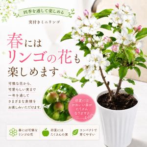 実付きミニリンゴ アルプス乙女 姫リンゴ 長寿...の詳細画像2