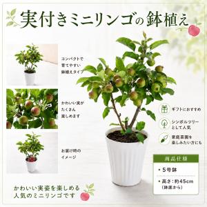 実付きミニリンゴ アルプス乙女 姫リンゴ 長寿...の詳細画像3