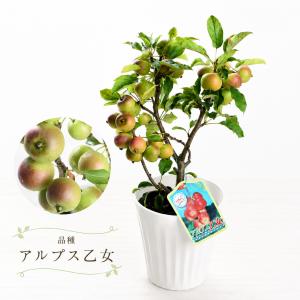 実付きミニリンゴ アルプス乙女 姫リンゴ 長寿...の詳細画像4