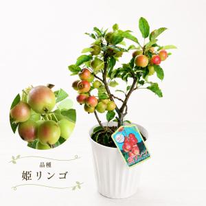 実付きミニリンゴ アルプス乙女 姫リンゴ 長寿...の詳細画像5