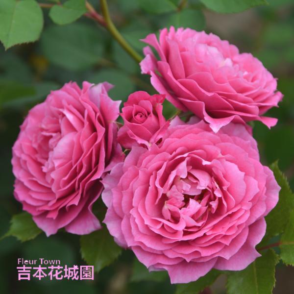 【予約品】  特選 バラ苗 パルミラ ロサオリエンティス プログレッシオ 四季咲き パープル 中輪 ...