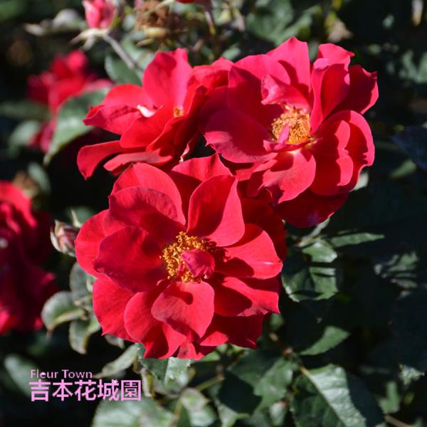 【予約品】  特選 バラ苗 風姿花伝 紅 くれない ロサオリエンティス プログレッシオ 四季咲き レ...