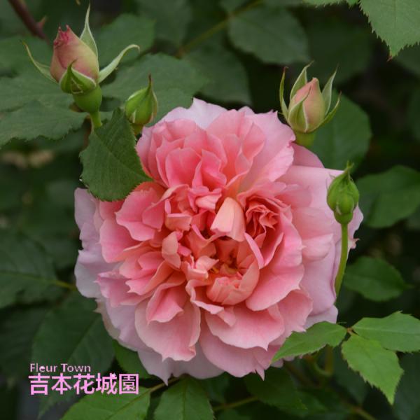 【予約品】  特選 バラ苗 ムーンライトソナタ ロサオリエンティス プログレッシオ 四季咲き ピンク...