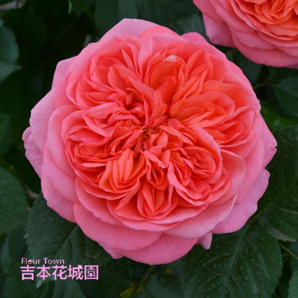 【予約品】  特選 バラ苗 ライフ ロサオリエンティス プログレッシオ 四季咲き オレンジ 中輪 中...